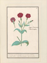 Cuckoo Flower (Lychnis) or Rose campion (Lychnis Coronaria), 1596-1610. Creators: Anselmus de Boodt, Elias Verhulst.