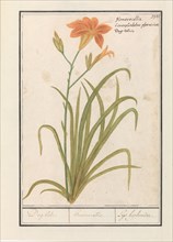 Orange Daylily (Hemerocallis), 1596-1610. Creators: Anselmus de Boodt, Elias Verhulst.