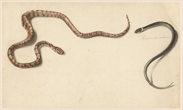 Two tropical snakes, 1824-1900. Creator: Albertus Steenbergen.