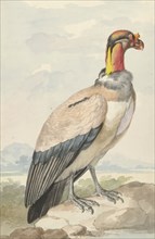 King vulture (Sarcoramphus papa), 1758. Creator: Aert Schouman.