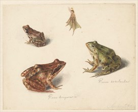 Sheet of studies: green water frog on the left, and brown land frog on the right, 1834. Creator: Albertus Steenbergen.
