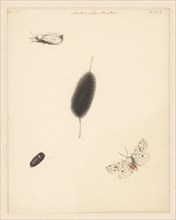 Study sheet with caterpillar, cocoon and moth with spread wings of the Aretia Menthaastri, 1848. Creator: Albertus Steenbergen.