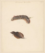 Study sheet with caterpillar and moths, lasiocampa quireifolia, 1824-1900. Creator: Albertus Steenbergen.