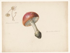Sheet of mushroom studies, the Amanita Rubescens and the Marasmius Rotula, 1824-1900. Creator: Albertus Steenbergen.