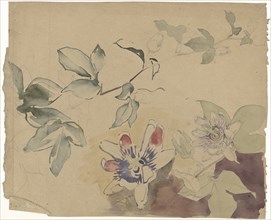 Studies of passion flowers, 1869-1925. Creator: Antoon Derkinderen.