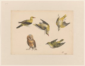 Studies of an Owl and Two Orioles, 1843. Creator: Henriette Ronner.