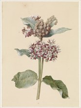 Flowering Asclepias Species, 1831-1900. Creator: Jan Jacob Goteling Vinnis.