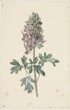 Flowering Corydalis Bulbosa, 1831-1900. Creator: Jan Jacob Goteling Vinnis.