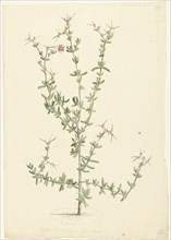 Mesembryanthemum spinosum, 1668-1729. Creator: Vincent Laurentz van der Vinne I.