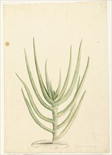 Crassula perfoliata, 1668-1729. Creator: Vincent Laurentz van der Vinne I.
