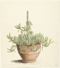 Mesembryanthemum from the Aizoaceae family, 1668-1729. Creator: Vincent Laurentz van der Vinne I.