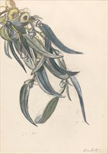 Flowering branch of a eucalyptus, 1872-1950. Creator: Barbara Elisabeth van Houten.