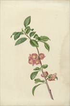 Flowering branch Japanese cherry, 1700-1800. Creator: CJ Kruimel.