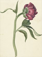 Flower of the peony, 1700-1800. Creator: CJ Kruimel.