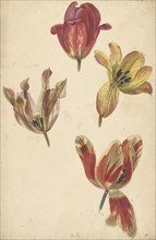 Studies of Four Tulips, c.1700-c.1725. Creator: Elias van Nijmegen.