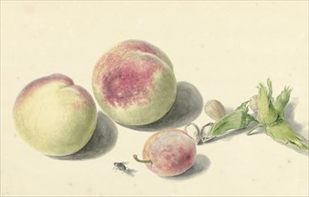 Peaches, nuts, a plum and a fly, 1818-1853. Creator: Elisabeth Geertruida van de Kasteele.