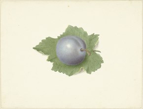 Plum on a leaf, 1818-1853. Creator: Elisabeth Geertruida van de Kasteele.