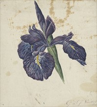 Iris, 1792-1861. Creator: Georgius Jacobus Johannes van Os.