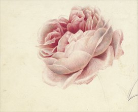 Red Rose, 1792-1861. Creator: Georgius Jacobus Johannes van Os.