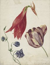 Tulip, columbine and amaryllis, 1792-1861. Creator: Georgius Jacobus Johannes van Os.