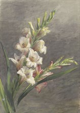 Gladiolus, 1836-1895. Creator: Gerardina Jacoba van de Sande Bakhuyzen.
