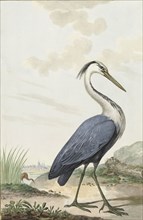 Great Blue Heron, 1776. Creator: Jabes Heenck.