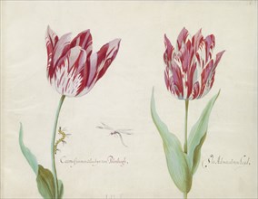 Two tulips with caterpillar and damselfly, 1637. Creator: Jacob Marrel.