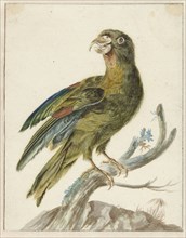 Parakeet, 1670-1719. Creator: Jan Weenix.