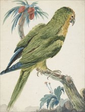 Yellow-fronted parakeet (Bolborhyuchus aurifrons), 1650-1719. Creator: Jan Weenix.