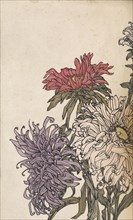 Chrysanthemums, 1887-1924. Creator: Julie de Graag.