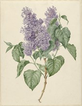 Branch with purple lilacs, 1786-1838. Creator: Maria Geertruida Snabilie.