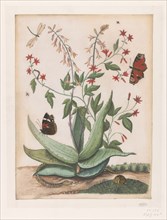 Butterflies, a snake and a turtle around a blooming agave, 1686-1757. Creator: Maria Moninckx.