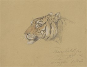 Head of a Tiger, 1847. Creator: Raden Saleh.