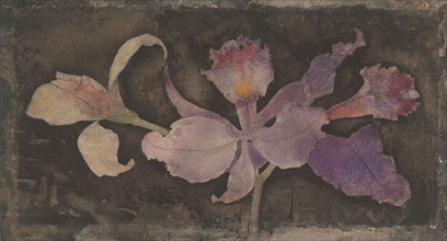 Purple orchid, 1876-1951. Creator: Theodorus Willem Nieuwenhuis.