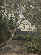 A Tree. Study, late 19th century. Creator: Anna Nordlander.