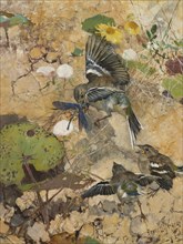 Chaffinches and Dragonflies. Five studies in one frame, 1885. Creator: Bruno Liljefors.