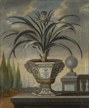 Pineapple plant, 1729. Creator: David von Coln.