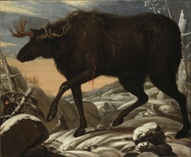 Moose, c17th century. Creator: David Klocker Ehrenstrahl.