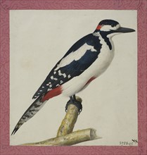 Woodpecker, 1653. Creator: Pieter Holsteyn the Younger.