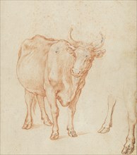 Studies of a cow,  c.1603. Creator: Abraham Bloemaert.