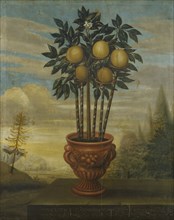 Orange tree in urn, 1733. Creator: David von Coln.