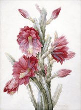 A Flowering Cactus: Heliocereus Speciosus, 1831. Creator: Pierre-Joseph Redoute.