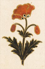 Red poppy motif, Folio from the Small Clive Album, Dated 1674-1675. Creator: Unknown.