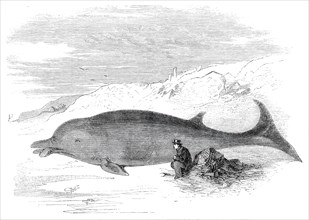 Cetacean animal recently cast on the Kentish coast, near Whitstable, 1860. Creator: Unknown.