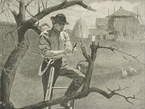 Spring Farm Work - Grafting, 1870. Creator: Unknown.