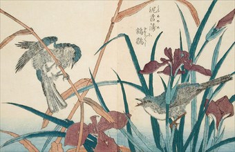 Birds and Iris, 18th-19th century. Creator: Kitao Shigemasa.