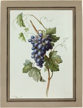 Study of a Bunch of Grapes, 1790/1810. Creator: Madame Peigne.