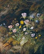 Alpine flora, 1853. Creator: Theodor Josef Petter.