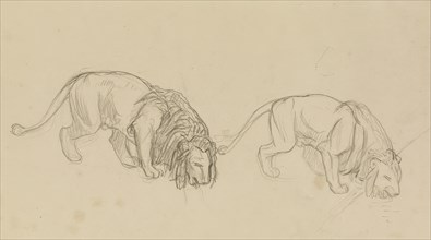 Study of Lions, c1900. Creator: Jean-Leon Gerome.