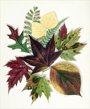 Autumn Leaves, 1858. Creator: Nina Moore.